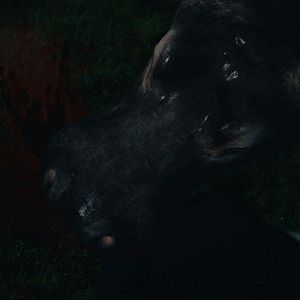 Bilder Hippo's Revenge - Drei Tonnen Zorn