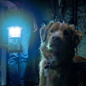 Bilder Good Boy - Trust His Instincts