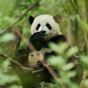 Bilder Moon, der Panda