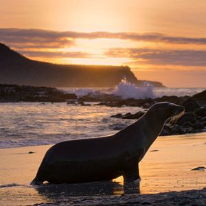 Bilder Seelöwen auf Galápagos