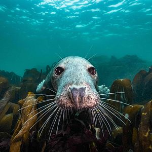 Bilder Die wilde Nordsee - Natur, die sich nicht zähmen lässt