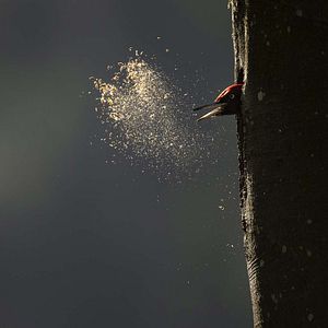 Bilder Das Flüstern der Wälder