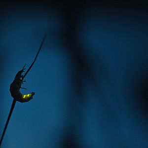 Bilder Insekten - Helden im Verborgenen