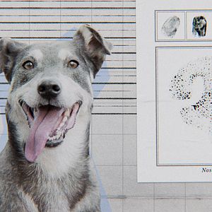 Bilder Was Hunde denken