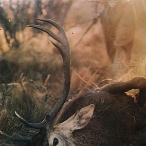 Bilder Mondo Bestiale - Der letzte Schrei des Dschungels