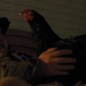 Bilder Lebensansichten eines Huhns