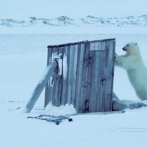 Bilder Snow 