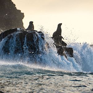 Bilder Seelöwen auf Galápagos