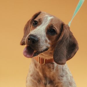 Bilder Was Hunde denken