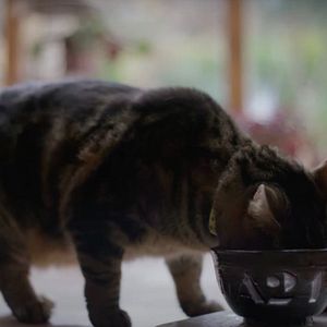 Bilder Bring Her Back