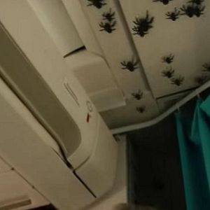 Bilder Spiders On A Plane