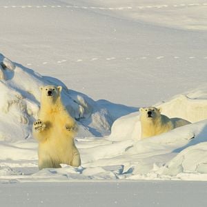 Bilder Snow 