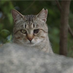 Bilder Die Katzen vom Gokogu-Schrein