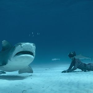 Bilder Die Haiflüsterin