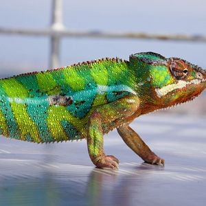 Bilder Akiko – Der fliegende Affe