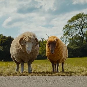 Bilder Glennkill: Ein Schafskrimi