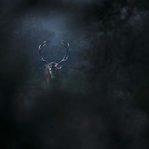 Bilder Das Flüstern der Wälder