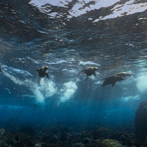 Bilder Seelöwen auf Galápagos