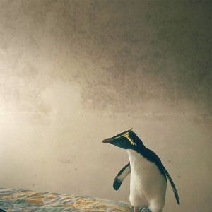 Bilder Tristan Forever