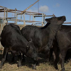 Bilder In Vitro - Das Klon-Experiment