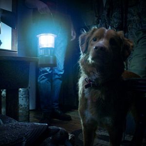 Bilder Good Boy - Trust His Instincts