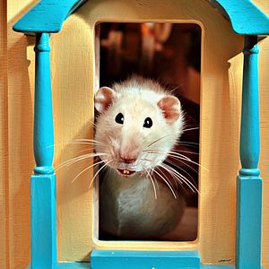 Bilder Akiko – Der fliegende Affe