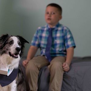 Bilder Die Hunde-Gang – Helden auf vier Pfoten