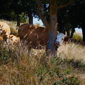 Bilder Ehrenamt - Eine Kulturreise im ländlichen Raum