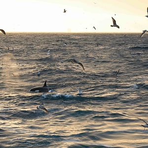 Bilder Die wilde Nordsee - Natur, die sich nicht zähmen lässt