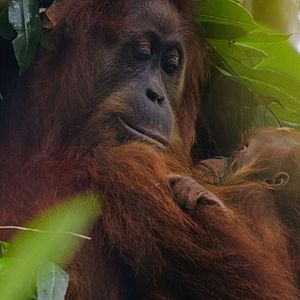 Bilder Disneynature: Orang-Utans