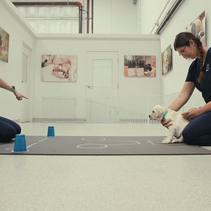 Bilder Was Hunde denken