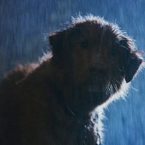 Bilder Good Boy - Trust His Instincts