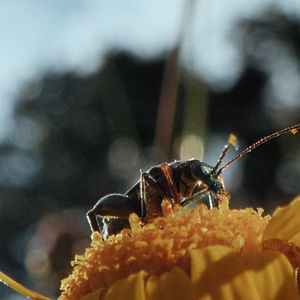 Bilder Insekten - Helden im Verborgenen