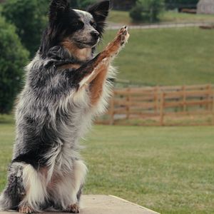 Bilder Was Hunde denken