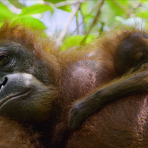 Bilder Das geheime Leben der Orang-Utans