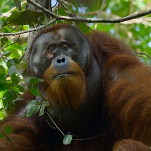 Bilder Das geheime Leben der Orang-Utans
