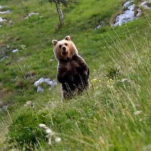 Bilder Gefährlich nah – Wenn Bären töten