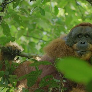 Bilder Das geheime Leben der Orang-Utans