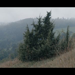 Bilder Traditionelle Europäische Medizin - Eine Spurensuche