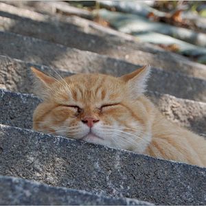 Bilder Die Katzen vom Gokogu-Schrein