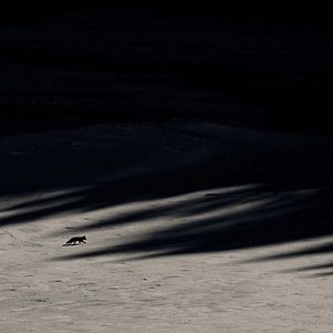 Bilder Das Flüstern der Wälder