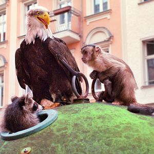 Bilder Akiko – Der fliegende Affe