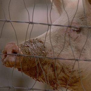 Bilder Squealer - The Serial Killer