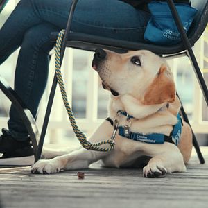 Bilder Was Hunde denken