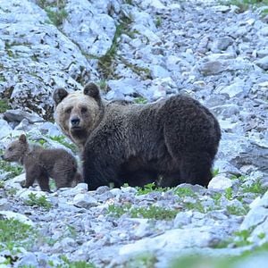 Bilder Gefährlich nah – Wenn Bären töten