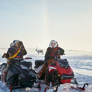 Bilder Das Leuchten der Rentiere