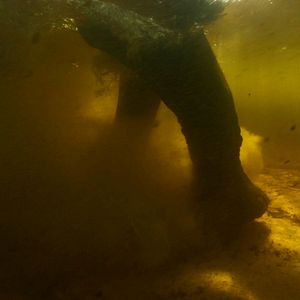 Bilder Ghost Elephants - Die Geister im Hochland Angolas