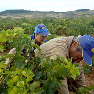 Bilder Das Land der tausend Weine