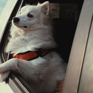 Bilder Was Hunde denken