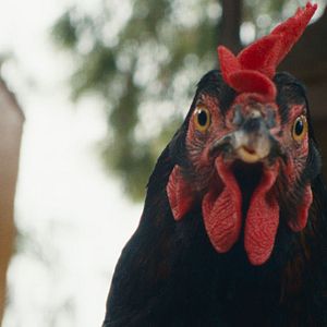 Bilder Lebensansichten eines Huhns